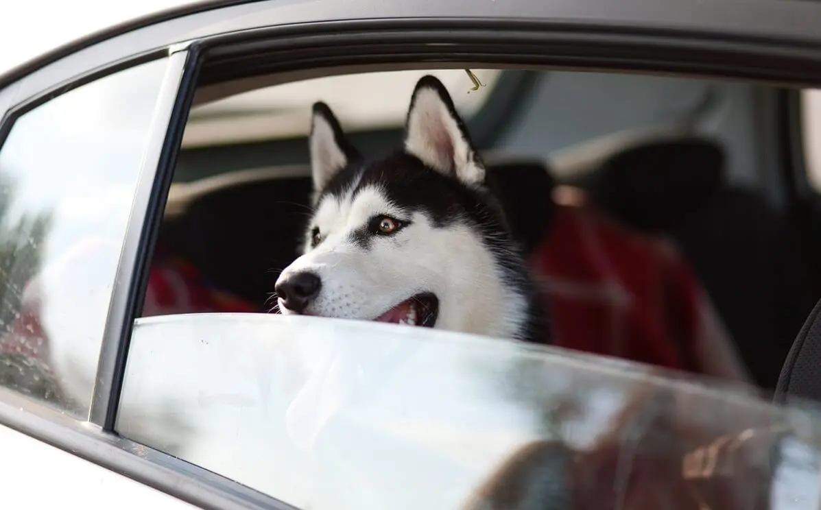 Hund im Auto transportieren