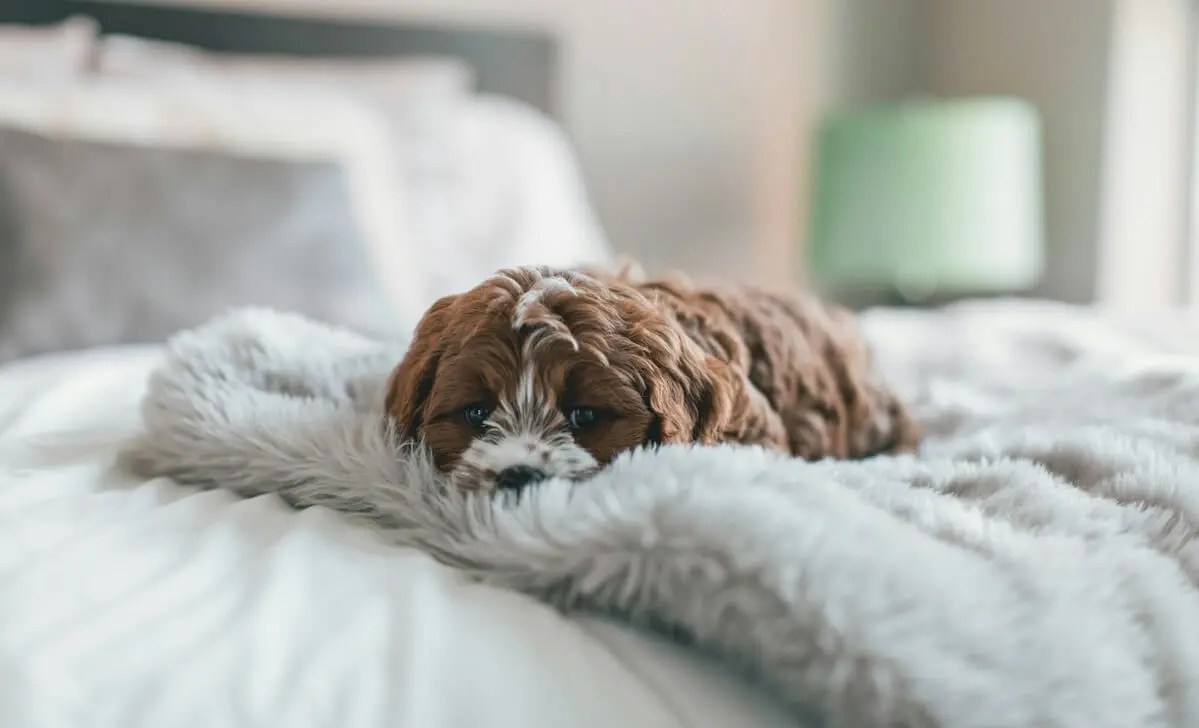 Reisen mit Hund Unterkunft